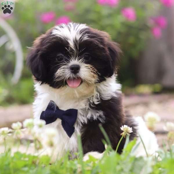 Kylie, Shih Tzu Puppy